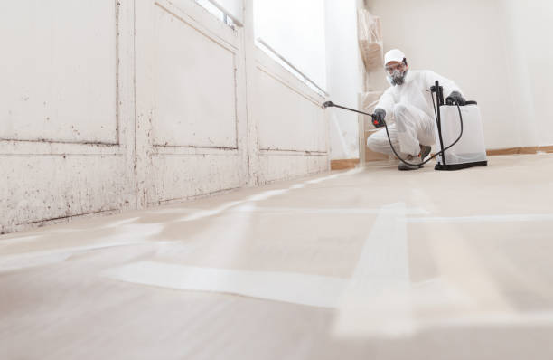 Black mold remediation team in Neptune Beach